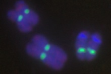 Corn chormosomes with centromere region highlighted